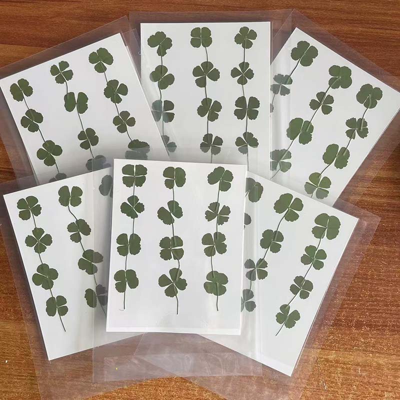48PCS,60PCS,120PCS/Dry Press G - đánh giá và giá Red Clover Flower