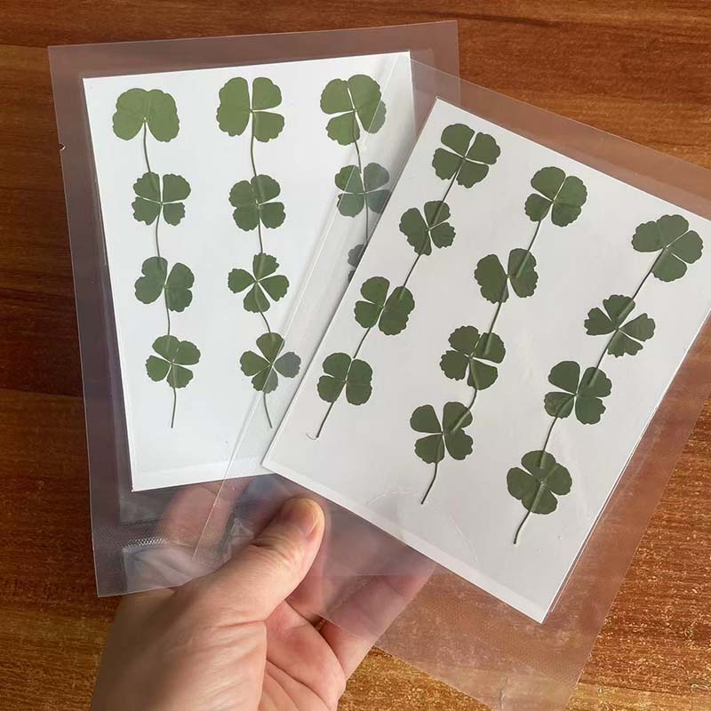 48PCS,60PCS,120PCS/Dry Press G - đánh giá và giá Red Clover Flower