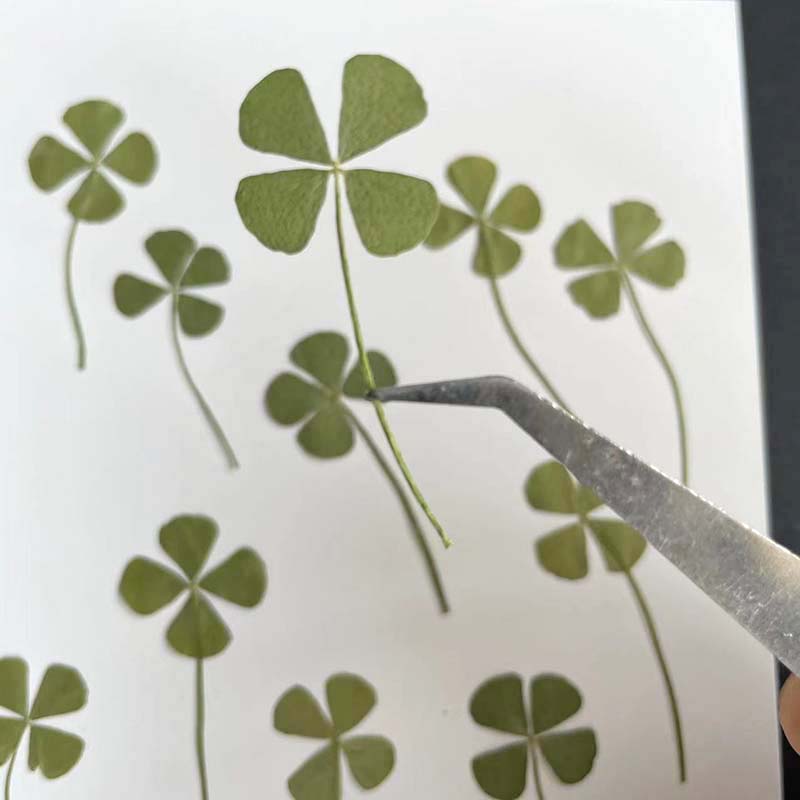 48PCS,60PCS,120PCS/Dry Press G - đánh giá và giá Red Clover Flower