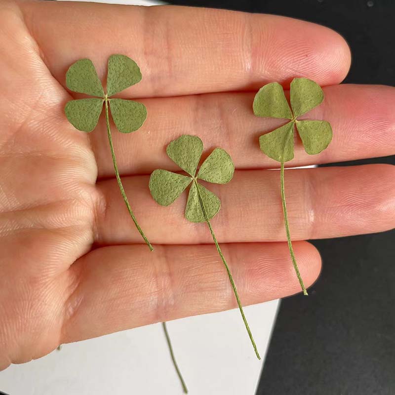 48PCS,60PCS,120PCS/Dry Press G - đánh giá và giá Red Clover Flower